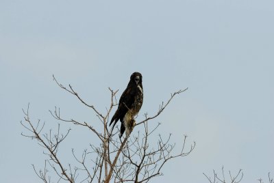 Brazoria NWR 10-8-07 0080.jpg