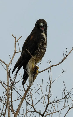 Brazoria NWR 10-8-07 0081crop.jpg