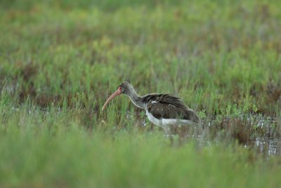 Brazoria NWR 10-8-07 0093.jpg
