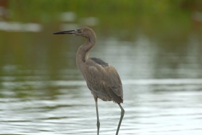 Brazoria NWR 10-8-07 0094.jpg