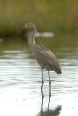 Brazoria NWR 10-8-07 0099.jpg