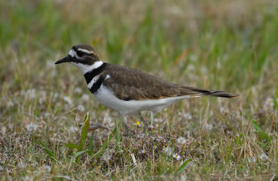 Brazoria NWR 12-8-07 0001crop.jpg