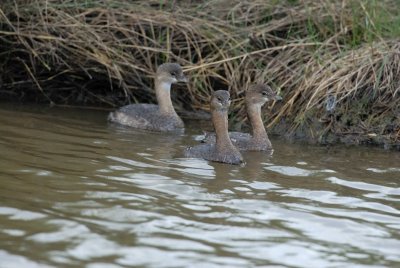 Brazoria NWR 12-8-07 0005.jpg