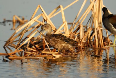 San Bernard NWR 12-8-07 0085.jpg