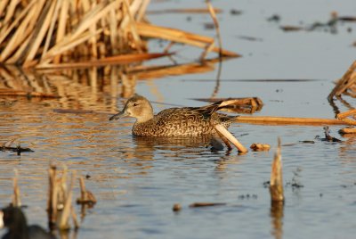 San Bernard NWR 12-8-07 0088.jpg