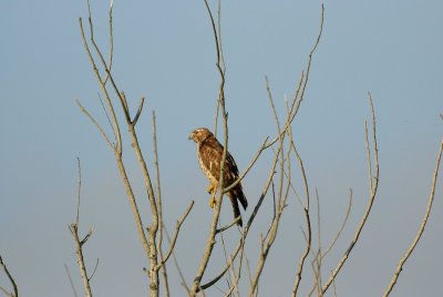 San Bernard NWR 12-8-07 0107.jpg