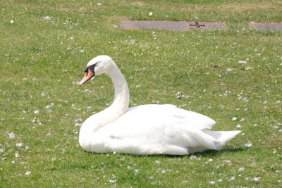 A Swan At Kenningston Palace