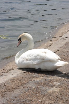 A Swan At Kenningston Palace Sitting Pretty