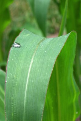 raindrop on corn plant