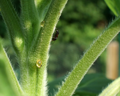 ant sunflower
