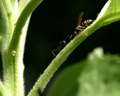 wasp battle