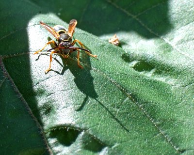 wasp stare