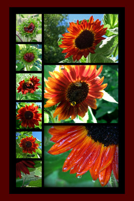 Sunflower collage.jpg