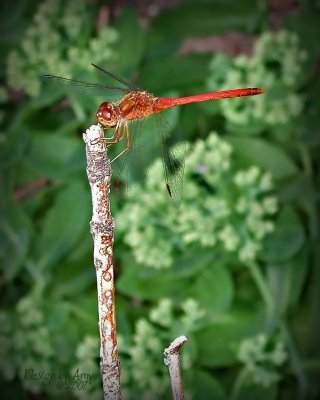 red dragonfly 3.jpg