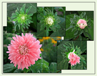 pink flower collage web.jpg