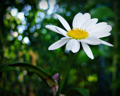 daisy 3.jpg