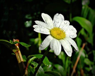 daisy 4.jpg