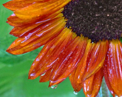wet sunflower redo.jpg
