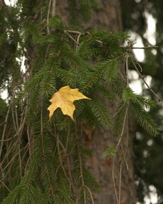 pine leaf.jpg