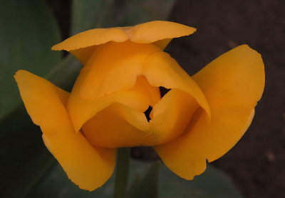 Tulips 2006
