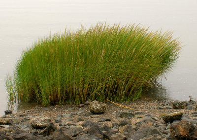Grass in the Bay