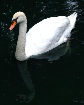 Swan