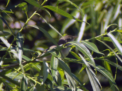 Busksngare - Blyth's Reed Warbler (Acrocephalus dumetorum)