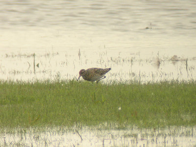 Spetsstjrtad snppa - Sharp-tailed Sandpiper (Calidris acuminata)