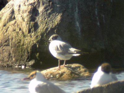 Trädmås - Bonaparte's Gull (Larus philadelphia)