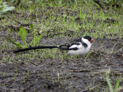 Pin-tailed Whydah (Vidua macroura)