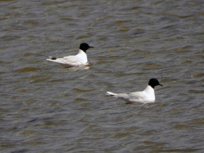 Dvärgmås - Little Gull (Larus minutus)