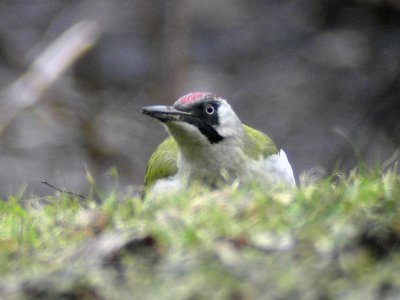 Grngling - European Green Woodpecker (Picus viridis)