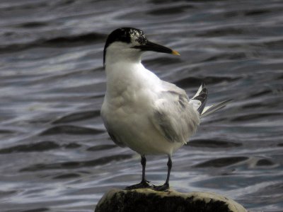 Kentsk tärna - Sandwich Tern ( Sterna sandvicensis)