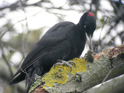 Spillkrka - Black woodpecker (Dryocopus martius)