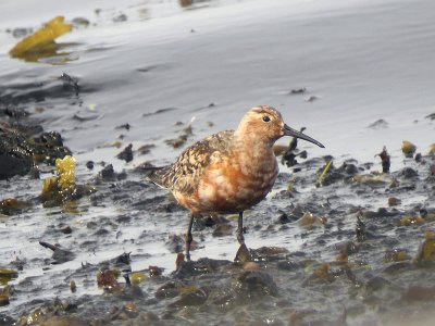 Spovsnppa - Curlew Sandpiper (Calidris ferruginea)