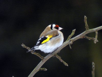 Steglits - Goldfinch (Carduelis carduelis)