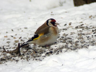 Steglits - Goldfinch (Carduelis carduelis)