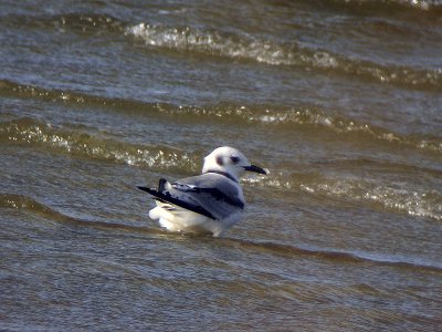 Tretåig mås - Black-legged Kittiwake (Rissa tridactyla)