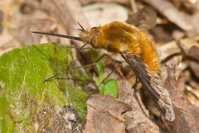 Week 18 - Bee Fly - Bombylius major.jpg