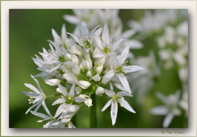 daslook (Allium ursinum)