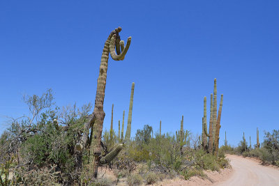 Saguaro West.jpg