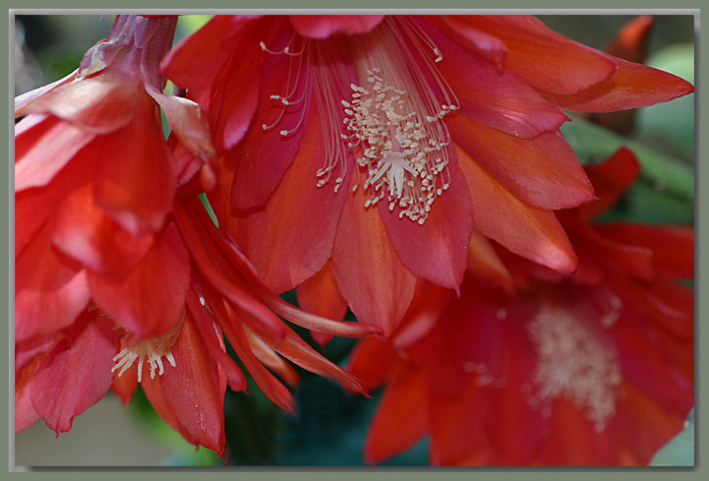 Three  epiphyllum  ackermanii