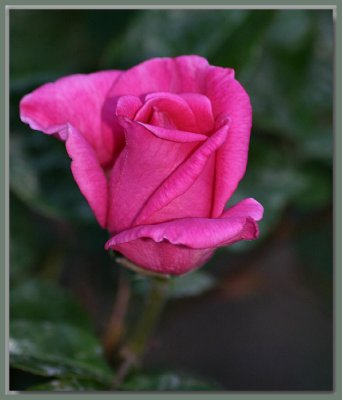 Jacaranda rosebud