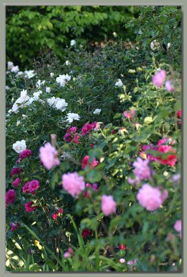 Various Austin roses