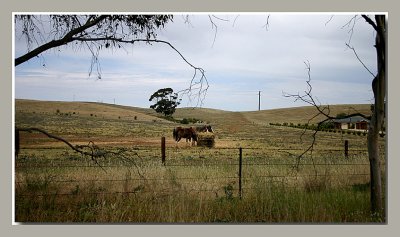 Horses and hay Kanmantoo