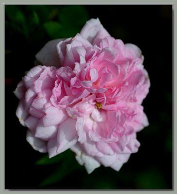 Ispahan fully opened - old Damask