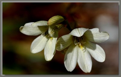 Tritonia lineata