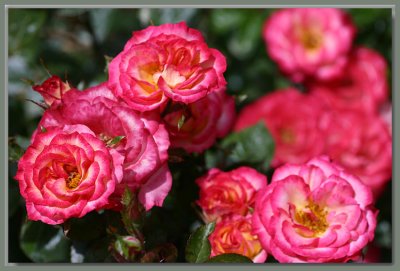 Debut - miniature rose