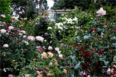 Tapestry of colour in the rose garden