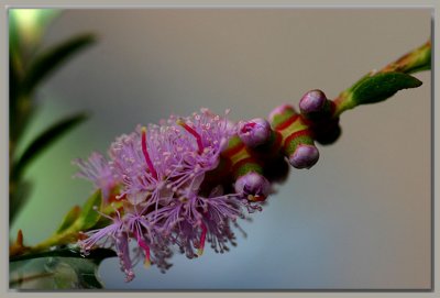 Australian wildflowers in spring...
